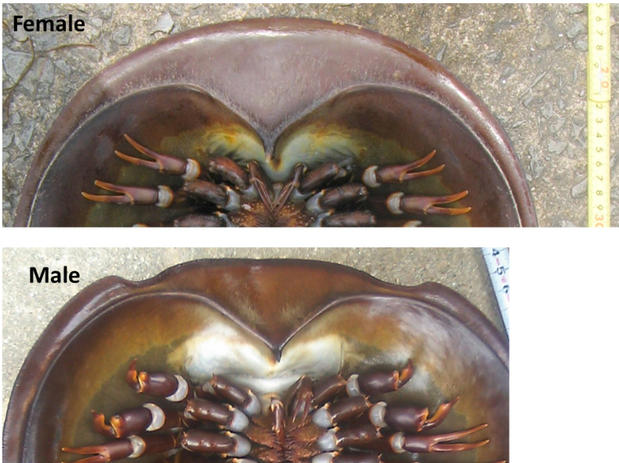 sexual dimorphism crab Stone